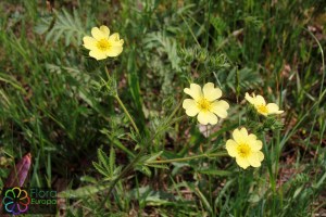 potentilla_recta (1)5.jpg_product_product_product